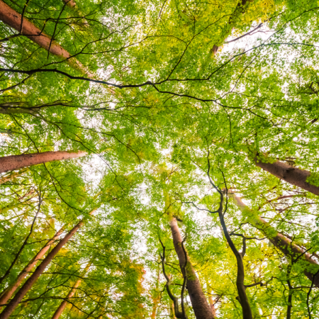 Dialogue : "Les arbres qui marchent" au Tiers-lieu_Les Orres - Dialogue : "Les arbres qui marchent" au Tiers-lieu_Les Orres