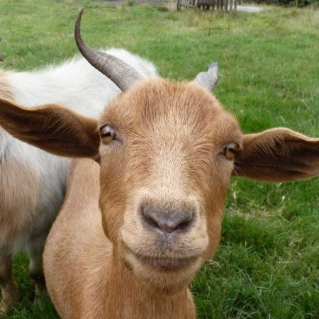chevre