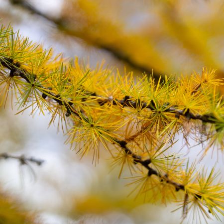 Automne Les Orres mélèzes
