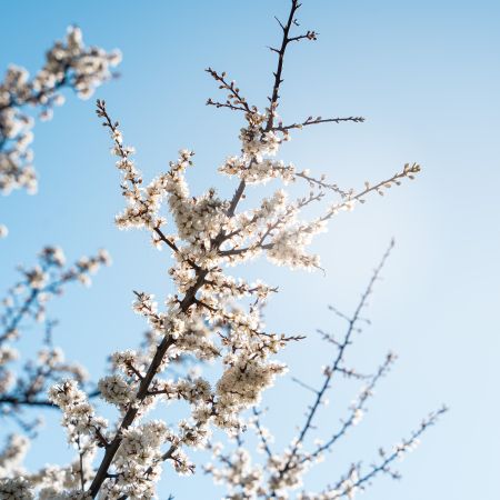Fleur printemps ciel Les Orres, Hautes-Alpes